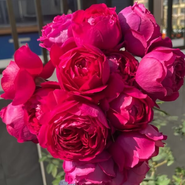 Deep impression Rose