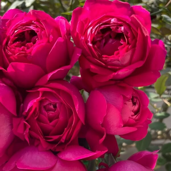 Deep impression Rose