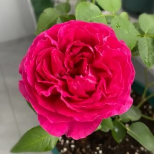 Deep impression Rose