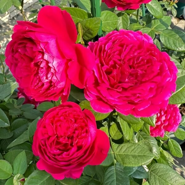 Deep impression Rose