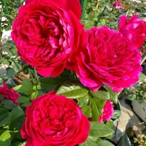 Deep impression Rose