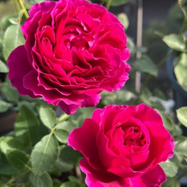 Deep impression Rose