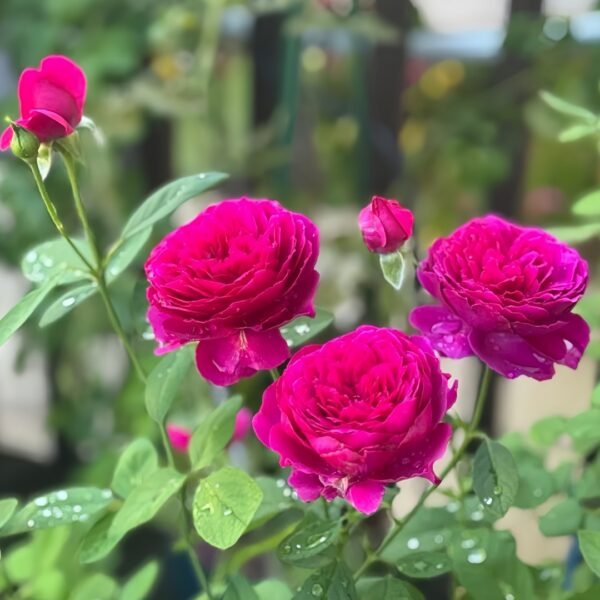 Deep impression Rose