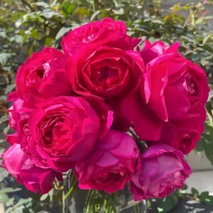 Deep impression Rose Plant|惊鸿 - 图片 10