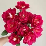 Dominique Massad Rose