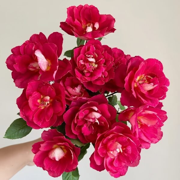 Dominique Massad Rose