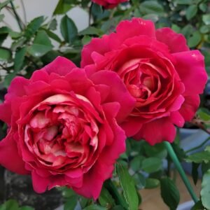 Dominique Massad Rose