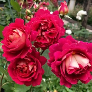 Dominique Massad Rose