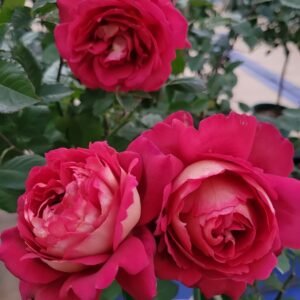 Dominique Massad Rose