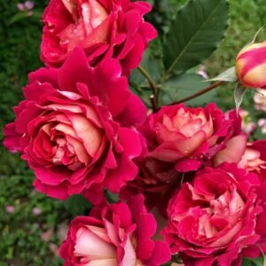 Dominique Massad Rose