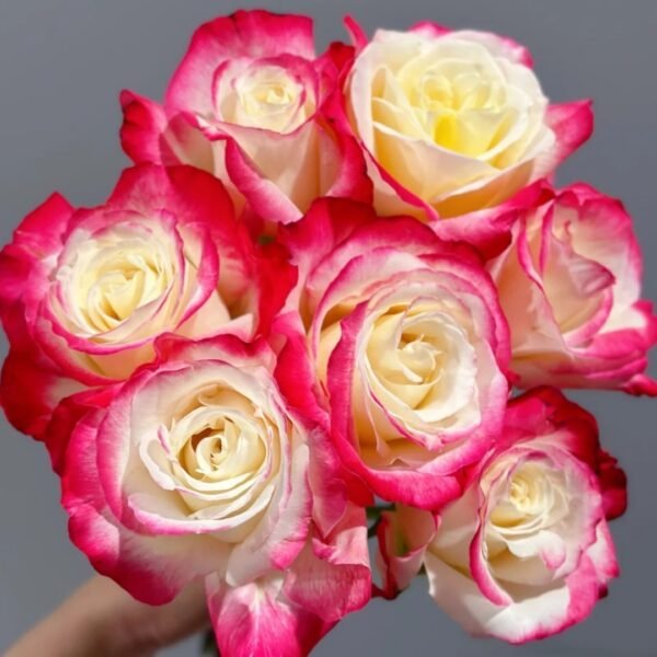 Double Delight Rose