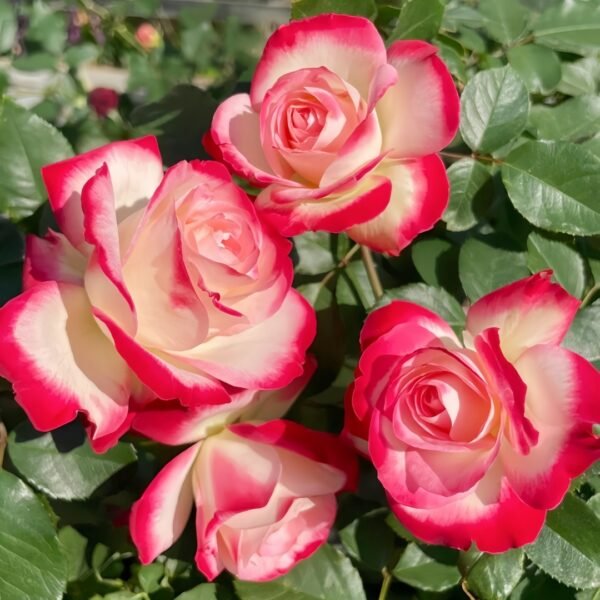 Double Delight Rose