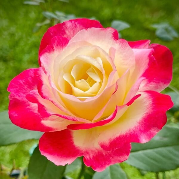 Double Delight Rose