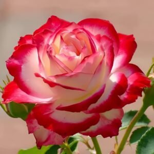 Double Delight Rose