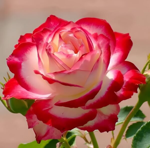 Double Delight Rose