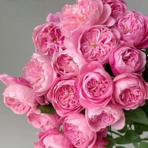 Dream Light Rose
