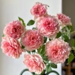 Eisvogel Rose