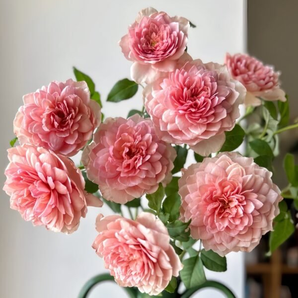Eisvogel Rose01 Eisvogel Rose