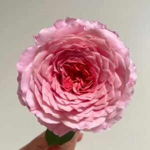 Eisvogel Rose