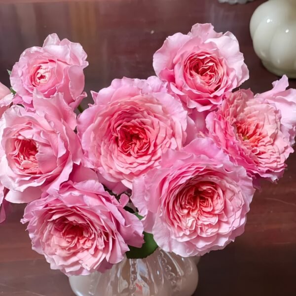 Eisvogel Rose