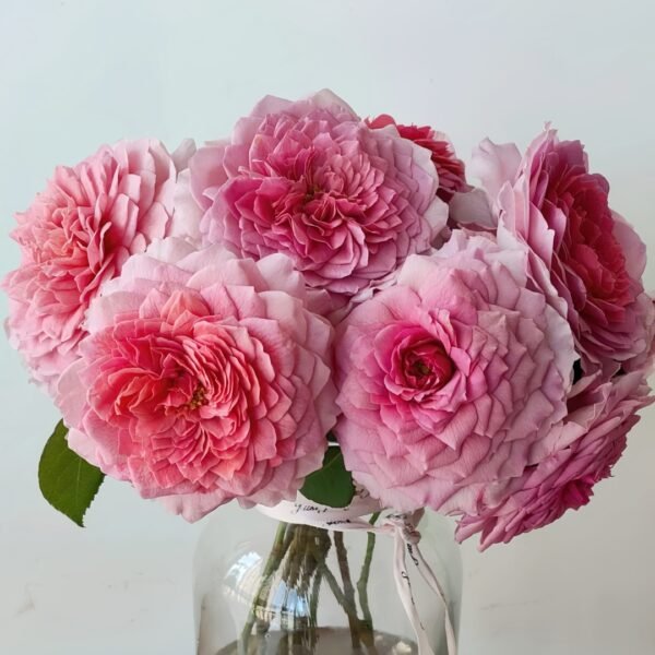 Eisvogel Rose