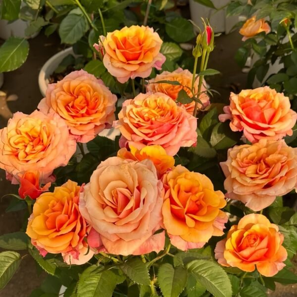 El Paso Forever Rose