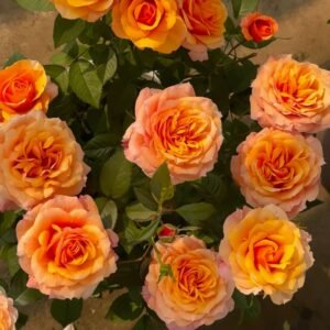 El Paso Forever Rose Plant｜永远的艾帕索 - 图片 3