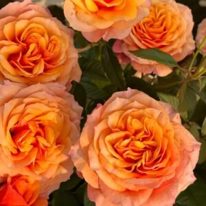 El Paso Forever Rose Plant｜永远的艾帕索 - 图片 5
