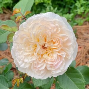 Emily Brontë Rose