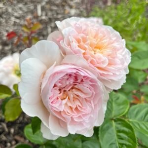 Emily Brontë Rose