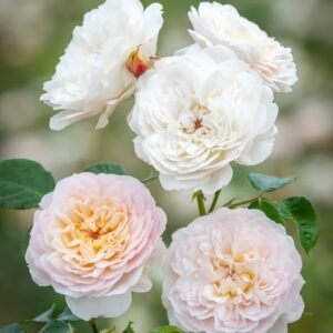 Emily Brontë Rose