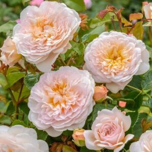 Emily Brontë Rose