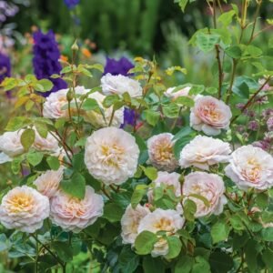 Emily Brontë Rose