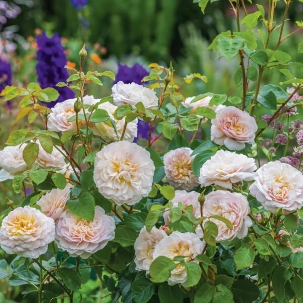 Emily Brontë Rose
