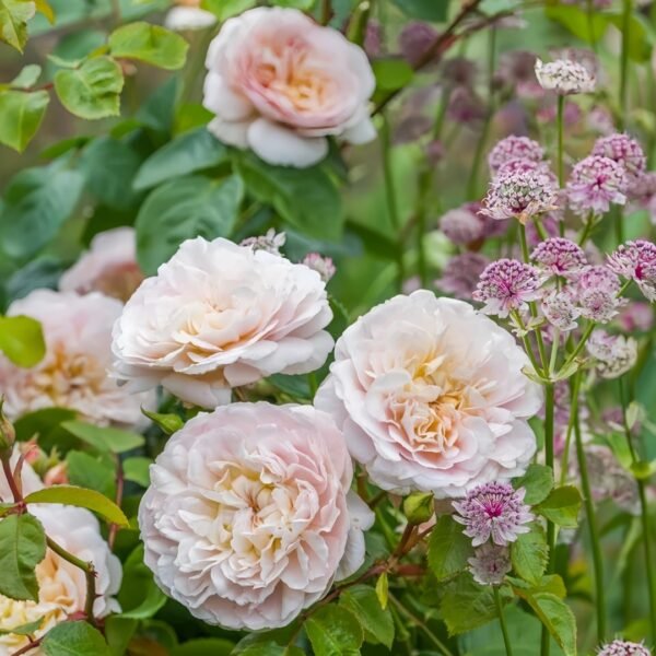Emily Brontë Rose