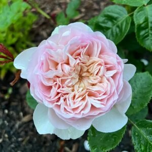 Emily Brontë Rose