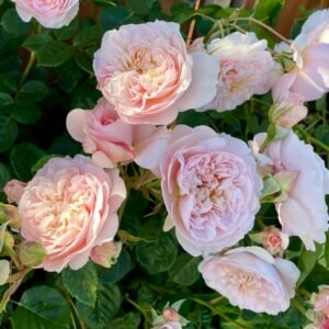Emily Brontë Rose Plant|艾米莉·勃朗特 - 图片 10