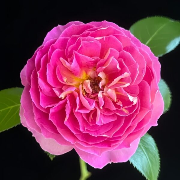 Esprit de Paris Rose