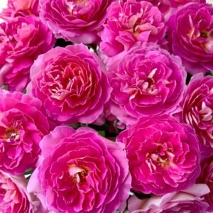 Esprit de Paris Rose