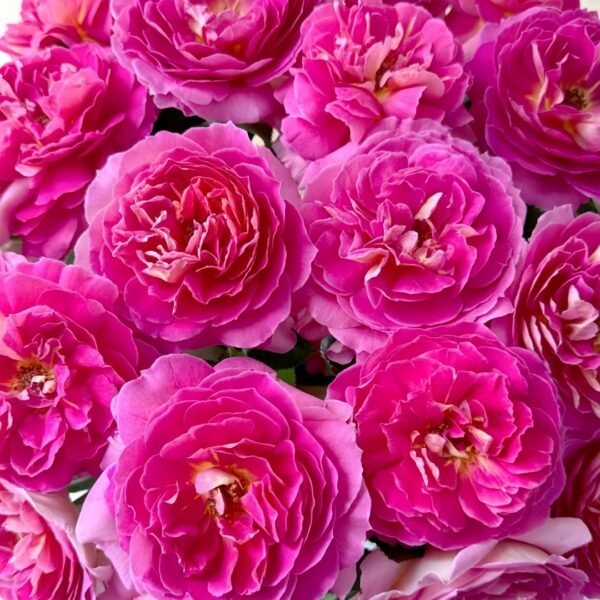 Esprit de Paris Rose