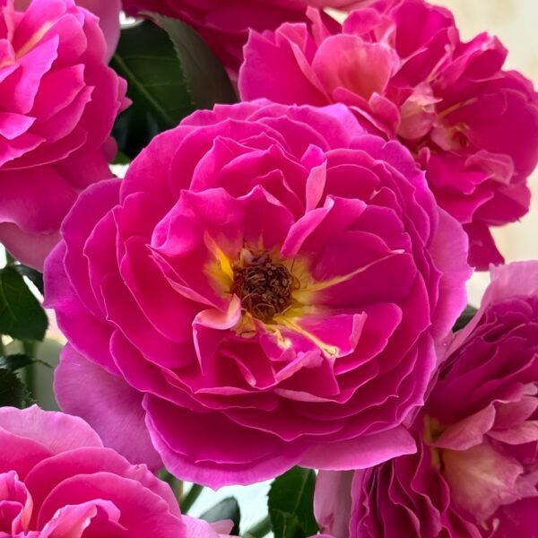 Esprit de Paris Rose