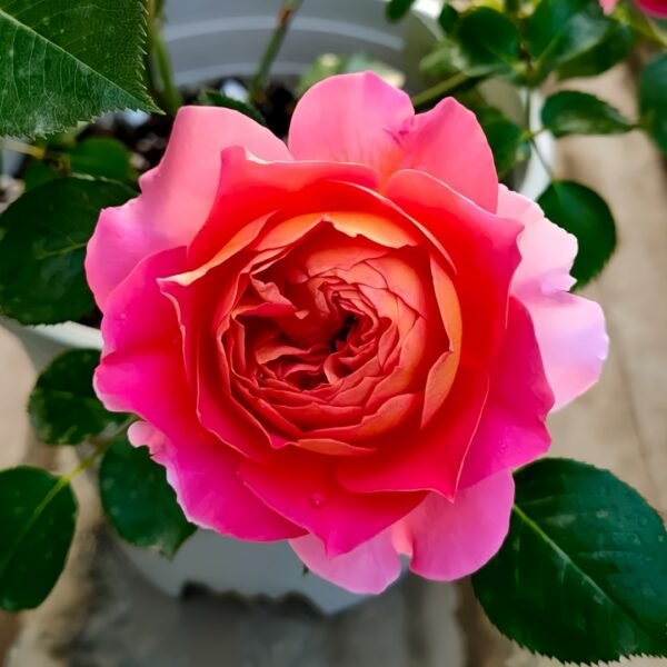 Esprit de Paris Rose