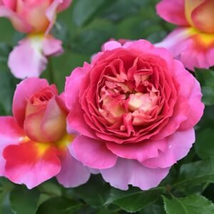 Esprit de Paris Rose