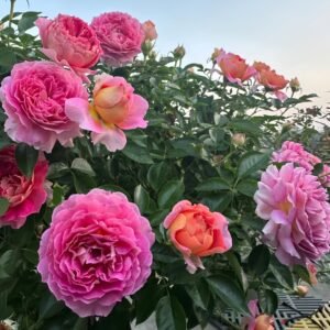 Esprit de Paris Rose