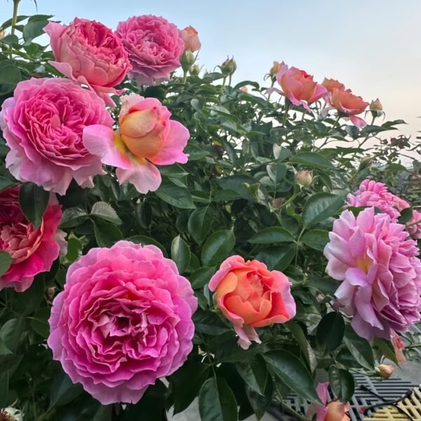 Esprit de Paris Rose