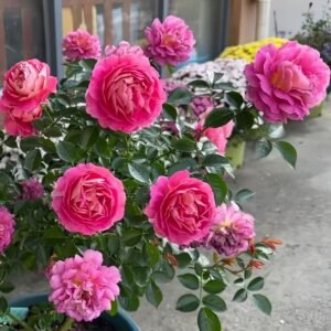 Esprit de Paris Rose