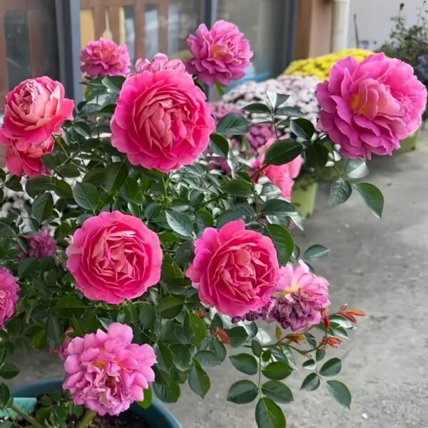 Esprit de Paris Rose