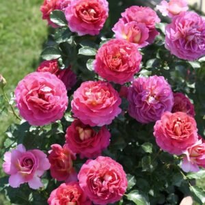 Esprit de Paris Rose