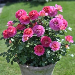 Esprit de Paris Rose Plant｜巴黎精神 - 图片 10