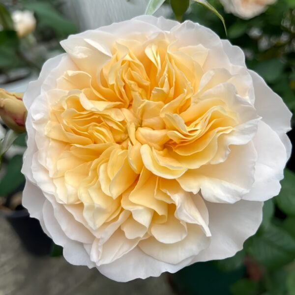 Eugenie Rose